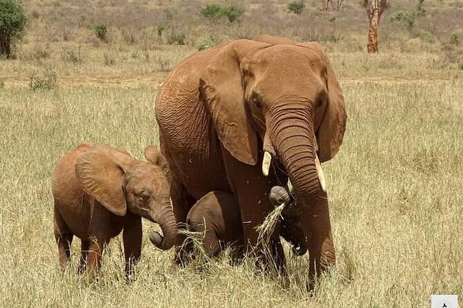 Private 2 Days Safari Tsavo East From Watamu - Pricing and Inclusions