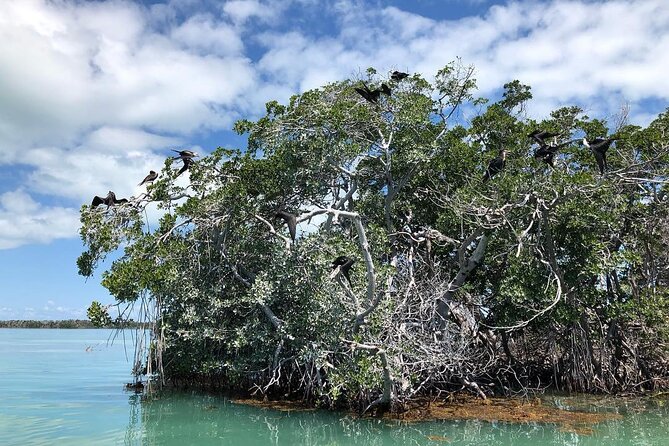 Private 2 Hour Mangrove Ecotour - Tour Duration and Meeting Point