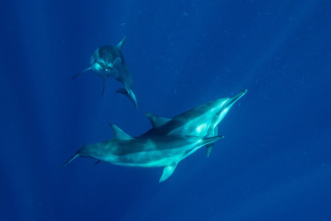Private Big Island Snorkeling - Tour Features and Inclusions