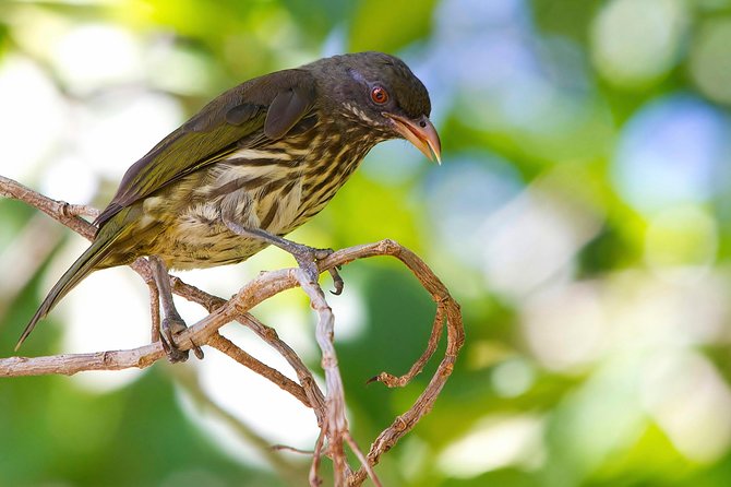 Private Birdwatching in Los Haitises National Park - Frequently Asked Questions