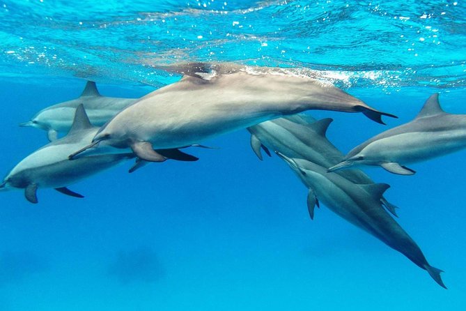 Private Boat Full Day Swimming With Dolphins Trip - Hurghada - Meeting and Pickup