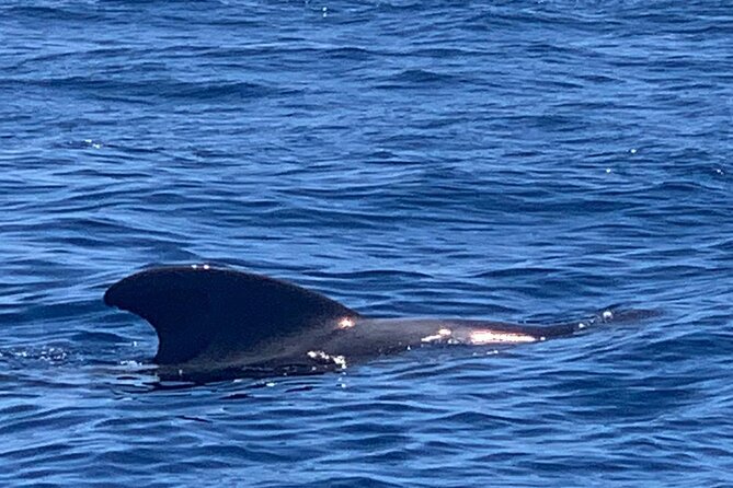 Private Charter 3 Hours Whale Encounter Puerto Colon Adeje - Whats Included in the Charter