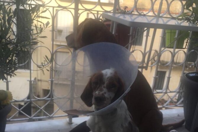 Private Corfu Old Town Guide Tour With Dog - Historical Significance and Tour Highlights