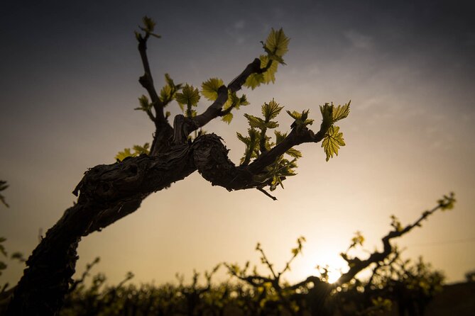 Private Cretan Gastronomic Experience Winery Visit With Tastings & Cooking Class - Included in the Experience