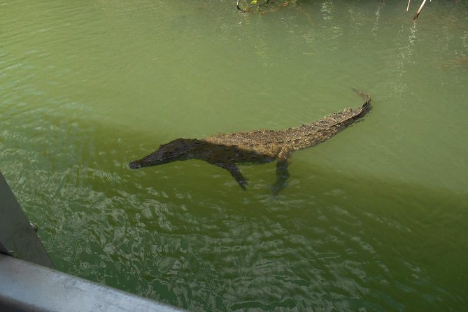 Private Customizable Waterfalls, Crocodiles, Rum Tasting, or Pelican Bar Tour - Inclusions