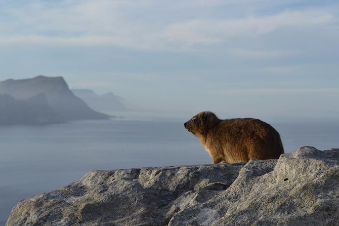 Private Day Tour to the Cape of Good Hope - Accessibility Features