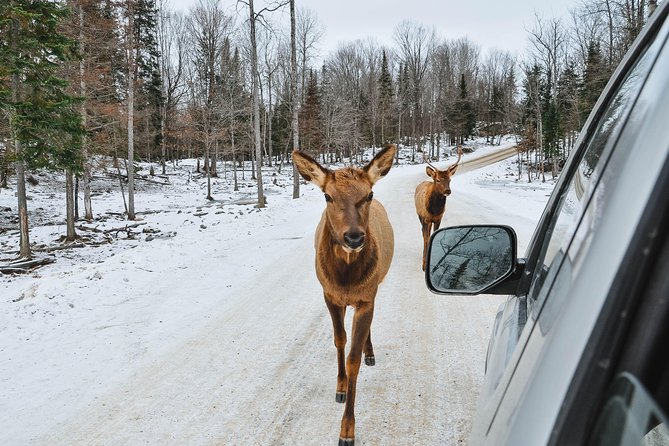 Private Day Tour to Wildlife Parc Omega and Montebello Lodge From Montreal - Whats Included in the Tour