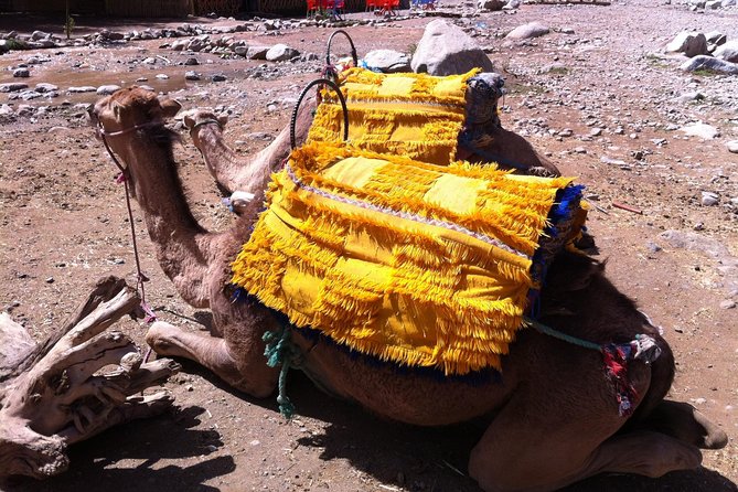 Private Day Trip to Ourika - Whats Included