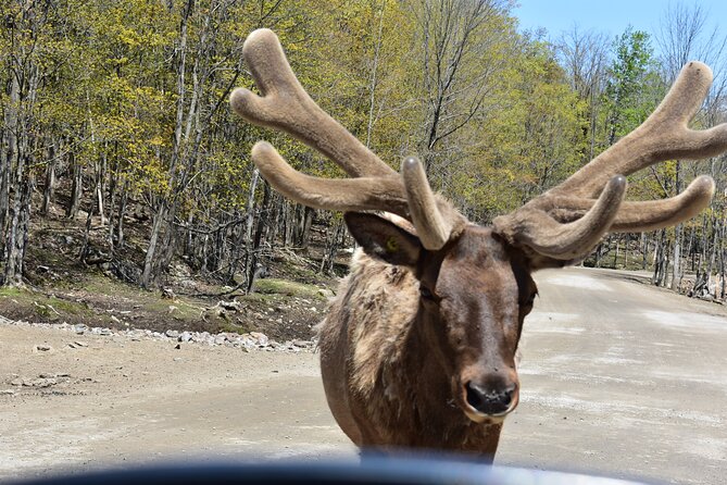 Private Day Trip to Parc Omega and Chateau Montebello From Montreal - Included in the Tour