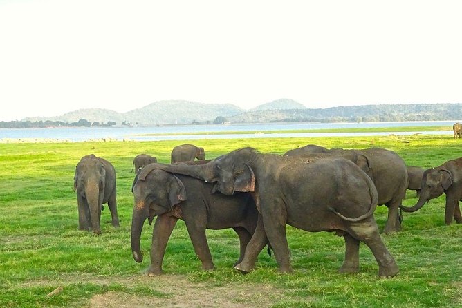 Private Day Trip to Pidurangala Rock & Jeep Safari From Colombo - Itinerary Highlights
