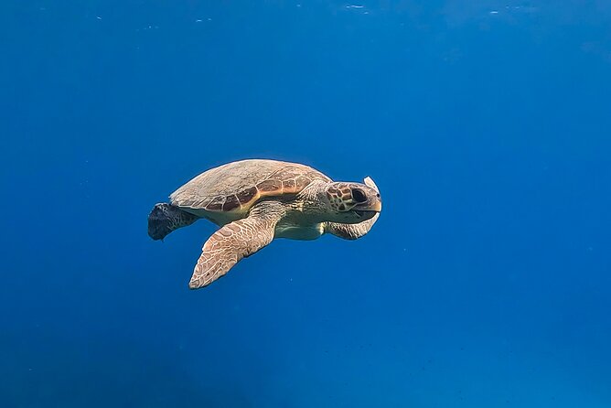 Private Discover Scuba Diving Experience in Messinia - Detailed Inclusions