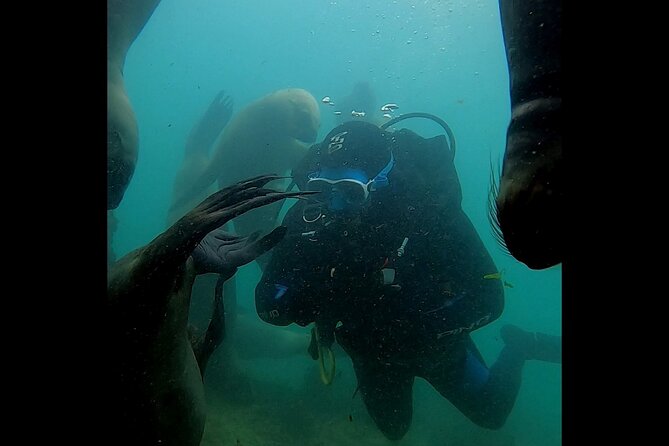 Private Diving Experience With Sea Lions in Punta Loma - Meeting and Pickup Details