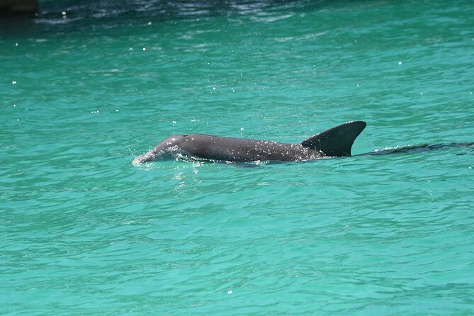 Private Dolphin Spotting Thrill Ride in Destin - Wildlife Encounters
