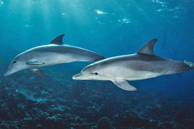 Private Dolphin Tour and Snorkeling at Mnemba Island Reef - Accessibility and Confirmation