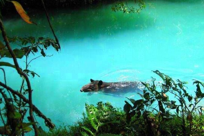 Private Full Day Celeste River Hiking Experience With Lunch - Highlights of the Experience