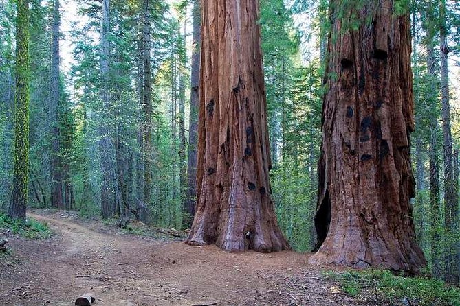 Private Giant Sequoia Grove Hike - Customizable Hiking Options