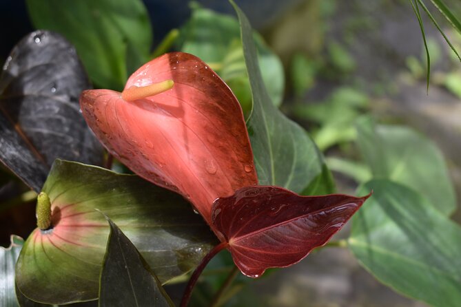 Private Glorious Gardens of Barbados - Health and Safety