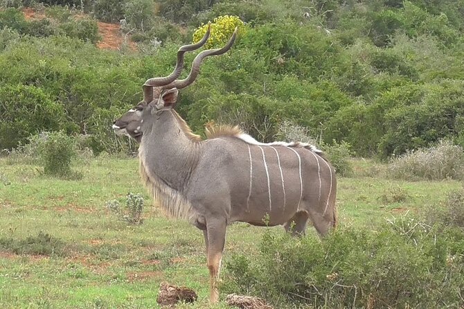 Private Half-Day Addo Elephant National Park Safari - Schedule and Accessibility