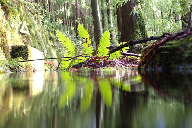 Private Hike Along the Levada - Inclusions of the Hike