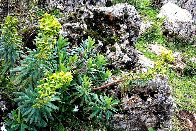 Private Hiking in El Torcal From Marbella or Malaga - Reviews