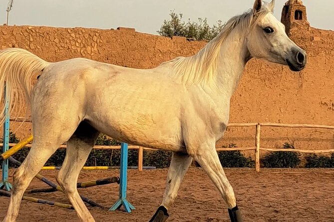Private Horseback Ride in the Palmeraie of Marrakech - Included Amenities