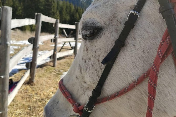 Private Horseback Riding the Rila Range - Opportunity to Spot Wildlife
