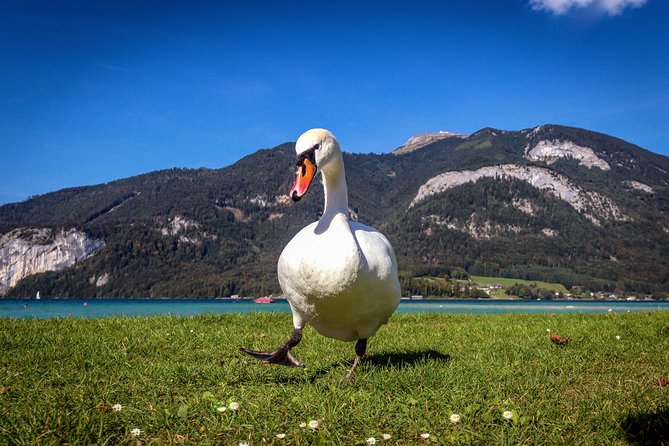 Private Lake District, St. Wolfgang and St. Gilgen Tour - Inclusions and Amenities