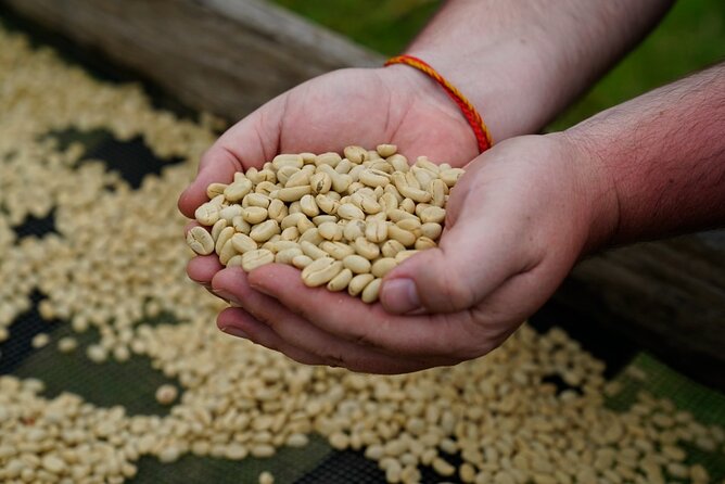 Private Meru Coffee Tour in Nkoaranga - Meru Coffee Traditions and Significance