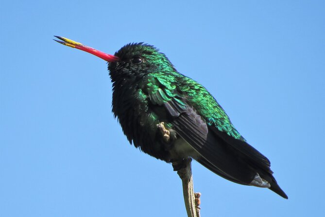 Private Old City Birdwatching - Inclusions and Exclusions