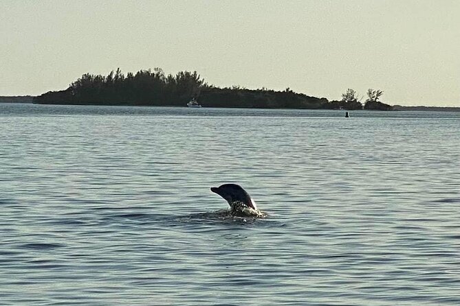 Private ONLY Dolphin Boat Tours - Tour Experience and Highlights