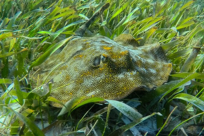 Private (Only You) Reef Snorkeling in Puerto Morelos 2x40 Minutes - Marine Life and Activities