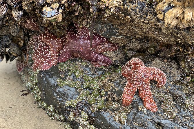 Private Oregon Coastal Tour to Cannon Beach and Haystack Rock - Cannon Beach Highlights
