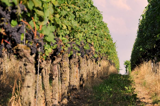 Private: Outdoor Escape Game Tuniberg: Eduardo & the Wine Secret - Puzzles and Wine Secrets