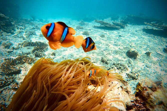Private Scuba Diving Trips Muscat - Booking and Meeting Details
