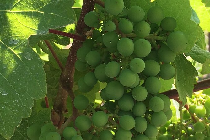 Private Small Group Local Wine and Cider Tasting, Central Saanich - Pickup and Transportation Details