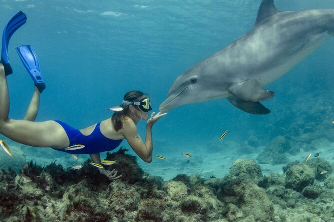 Private Speed Boat Snorkeling With Dolphins Trip - Hurghada - Snorkeling and Dolphin Watching