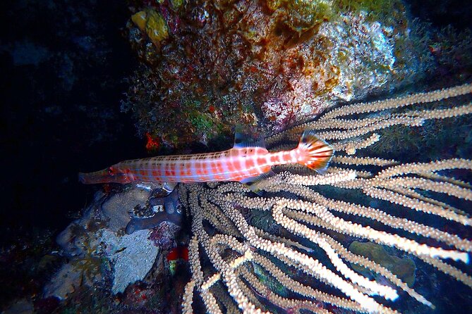 Private Sunset Charter + Guided Night Snorkeling in St Thomas - Meeting Information
