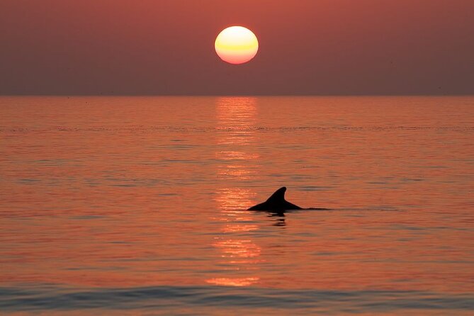 Private Sunset Cruise and Dolphin Sighting - Meeting Point and Logistics