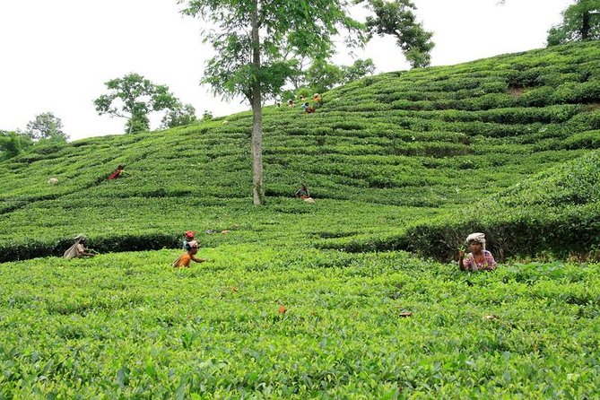 Private Tour: 5 Days - Bangladesh Nature & Culture Tour - North-Eastern Part - Accommodation Details