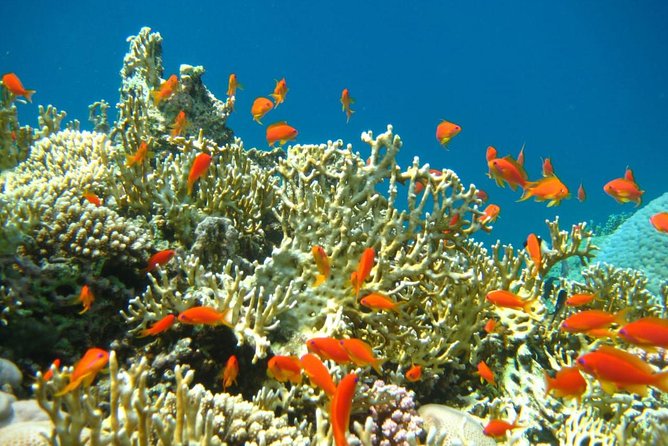 Private Tour 5 Days Cairo & Sharm El Sheikh Package - Daily Itinerary Highlights