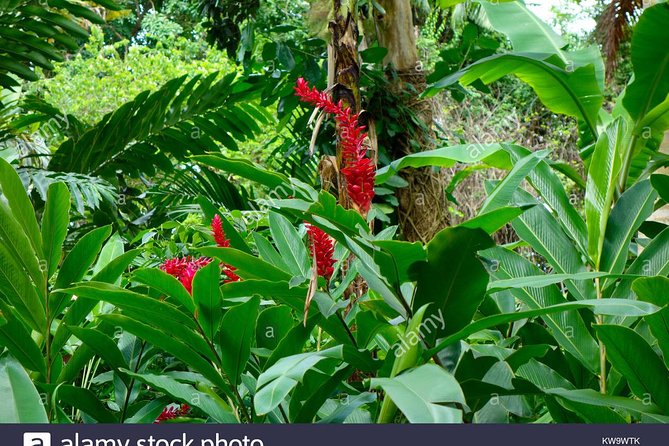 Private Tour From Ocho Rios To Konoko Falls And Garden and Shopping - Pickup Information