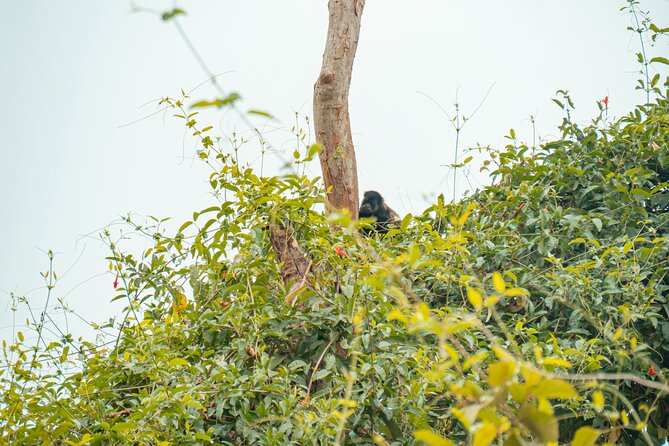 Private Tour of the Howling Monkey in Cerro Blanco Guayaquil - Pickup and Start Time