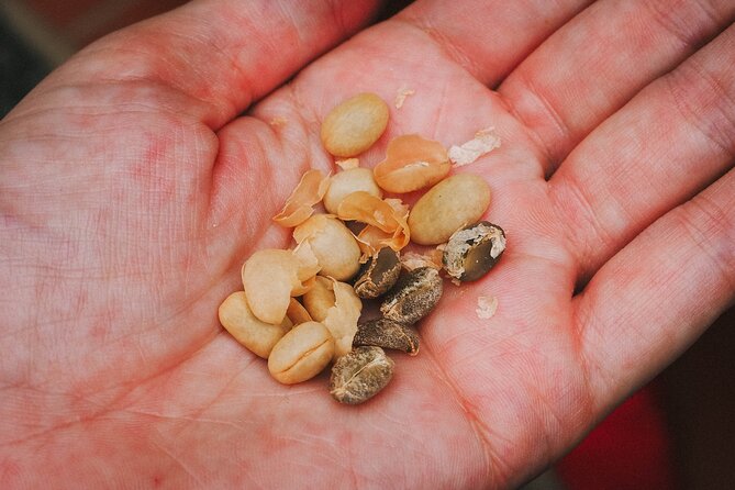 Private Tour: the Urban Coffee Culture in Medellin - Coffee Farm & Workshop - Coffee Farm Visit and Exploration