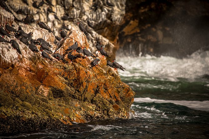 Private Tour to Paracas National Reserve - Tour Details and Inclusions