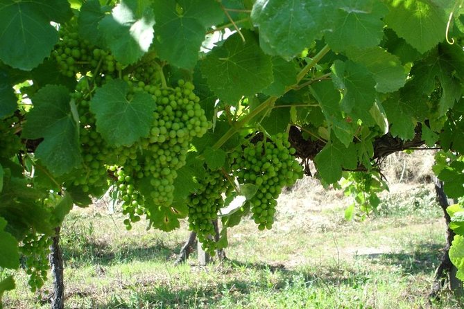 Private Tour to Ponte De Lima, Vinho Verde Region - Booking Details