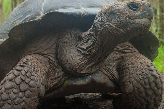 Private Tour With Land Tortoises Lava Tunnel and Sinkholes - Iconic Flora and Fauna