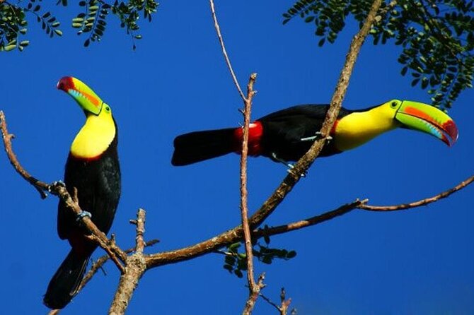 Private Tubing, Rainforest, Waterfall, and Active Volcano Tour - Pickup and Drop-off