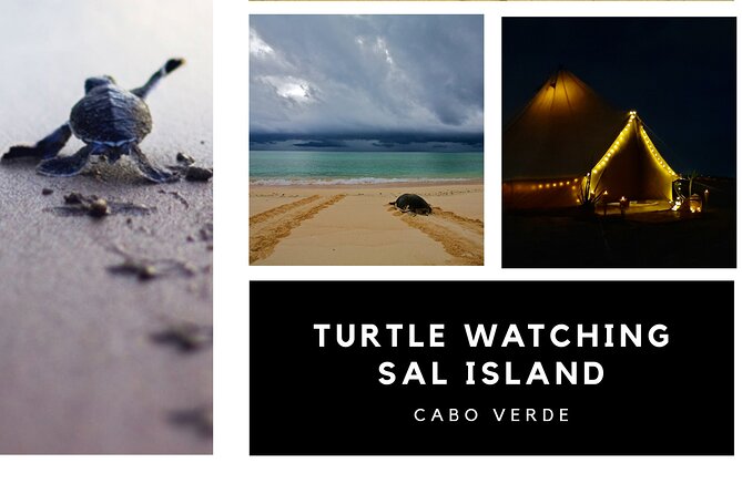 Private Turtle Watching Experience - Environmental Contribution