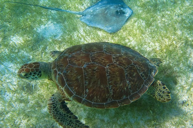 Private Turtles & Cenotes Adventure - Inclusion and Costs
