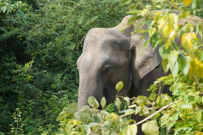 Private Udawalawe Safari Tour With Pickup From Bentota/Ahungalla - Inclusions and Amenities